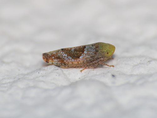 Hishimonus hamatus