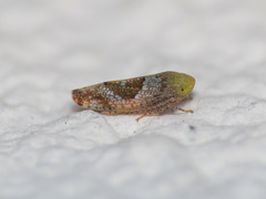 Hishimonus hamatus