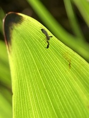 Cheliferoides longimanus