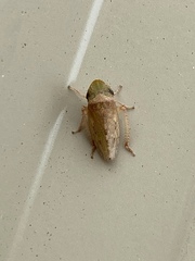 Aphrodinae