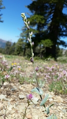 Streptanthus barbatus