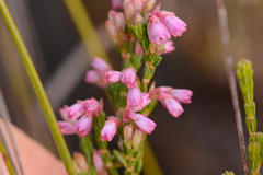 Erica gnaphaloides