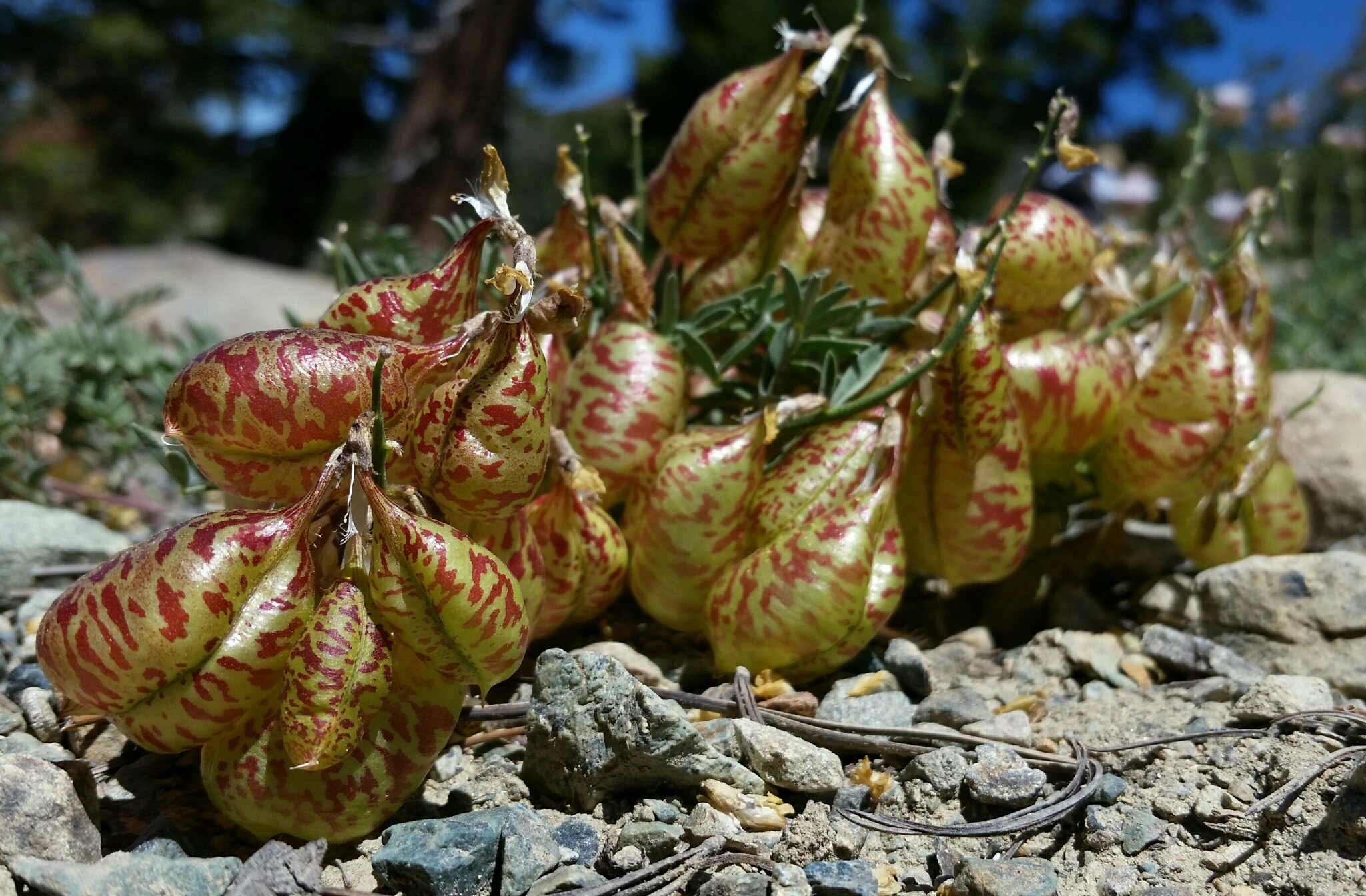 Astragalus whitneyi var. siskiyouensis
