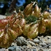 Astragalus whitneyi siskiyouensis - Photo (c) David Greenberger,  זכויות יוצרים חלקיות (CC BY-NC-ND), הועלה על ידי David Greenberger