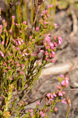 Erica gnaphaloides