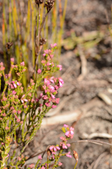 Erica gnaphaloides