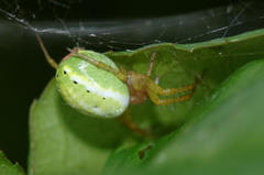 Araniella