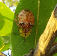 Antiteuchus sepulcralis