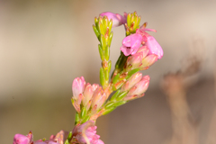 Erica gnaphaloides