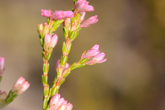 Erica gnaphaloides