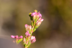 Erica gnaphaloides