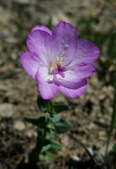 Epilobium siskiyouense