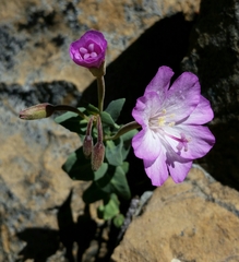 Epilobium siskiyouense