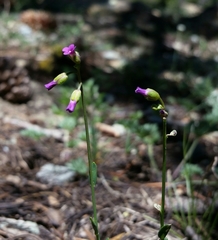 Boechera suffrutescens