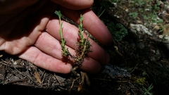 Boechera suffrutescens