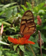 Athesis clearista