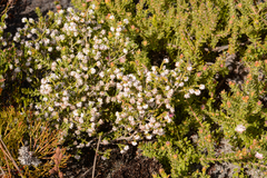 Erica ericoides