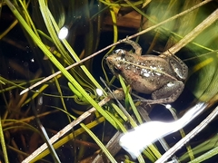 Microbatrachella capensis