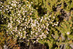 Erica ericoides