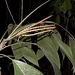 Geonoma pauciflora - Photo (c) Alex Popovkin, Bahia, Brazil, algunos derechos reservados (CC BY-NC-SA)