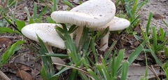 Amanita pubescens
