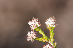 Erica ericoides