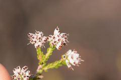 Erica ericoides
