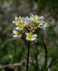 Micranthes aprica