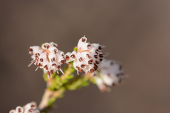 Erica ericoides