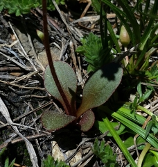 Micranthes aprica