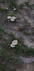 Amanita pubescens