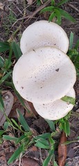 Amanita pubescens