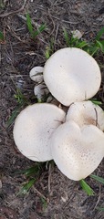 Amanita pubescens