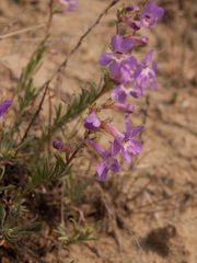 Penstemon gairdneri