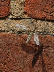 Tipula vernalis