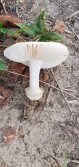 Amanita pubescens