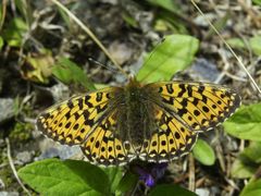 Boloria euphrosyne