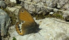 Coenonympha orientalis