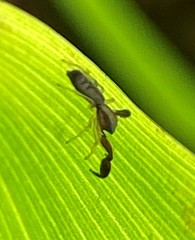 Cheliferoides longimanus