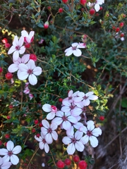 Adenandra uniflora