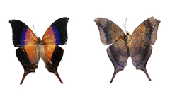 Marpesia furcula