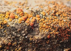 Polycauliona bolacina