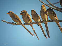 Yellow-Billed Shrike photo 3