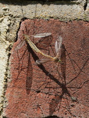 Tipula vernalis
