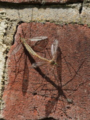 Tipula vernalis