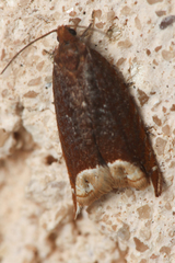 Ancylis selenana