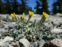 Crepis occidentalis conjuncta
