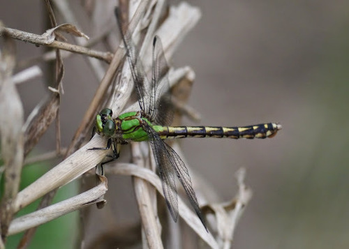 Brook Snaketail