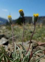 Erigeron bloomeri
