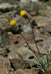 Erigeron bloomeri